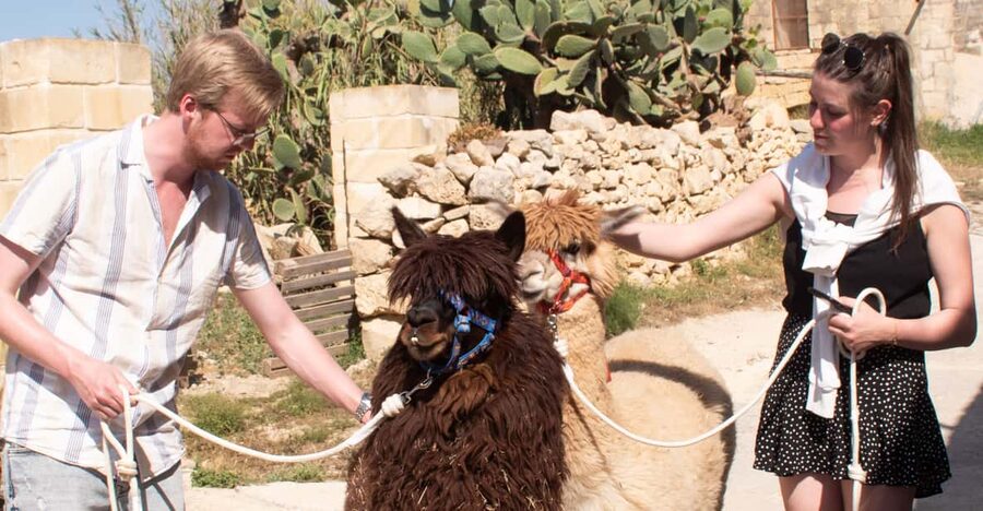Gozo Alpaca Walks : with feeding and farm visit - Meeting Gozo’s alpacas at Razzett Alpaca