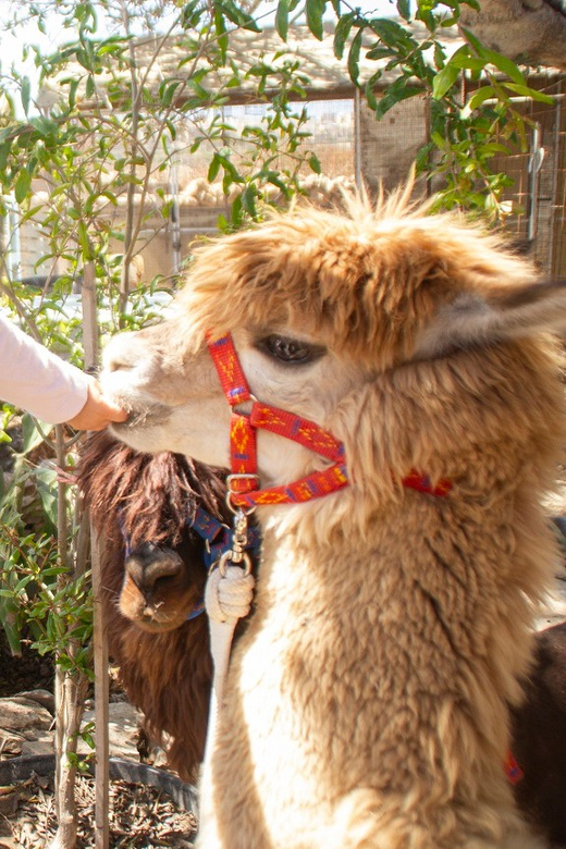 Gozo Alpaca Walks : with feeding and farm visit - Feeding time brings you closer to the animals