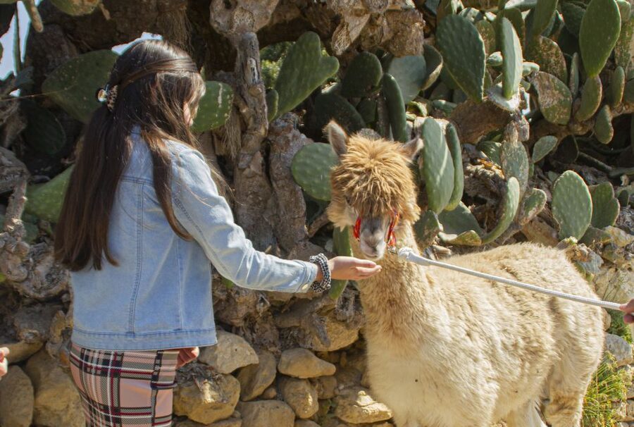 Gozo Alpaca Walks : with feeding and farm visit - Meet Tom, the rabbits, goats, and peacocks