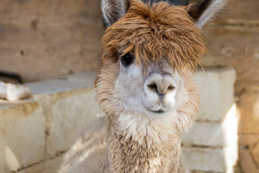 Gozo Alpaca Walks : with feeding and farm visit - The guides make the difference