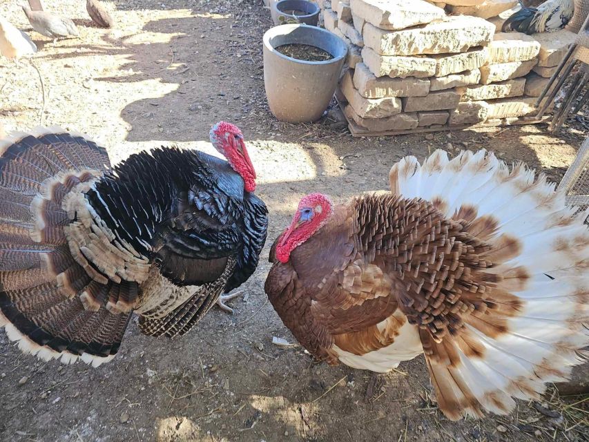 Gozo Alpaca Walks : with feeding and farm visit - What $71 buys you in practical terms