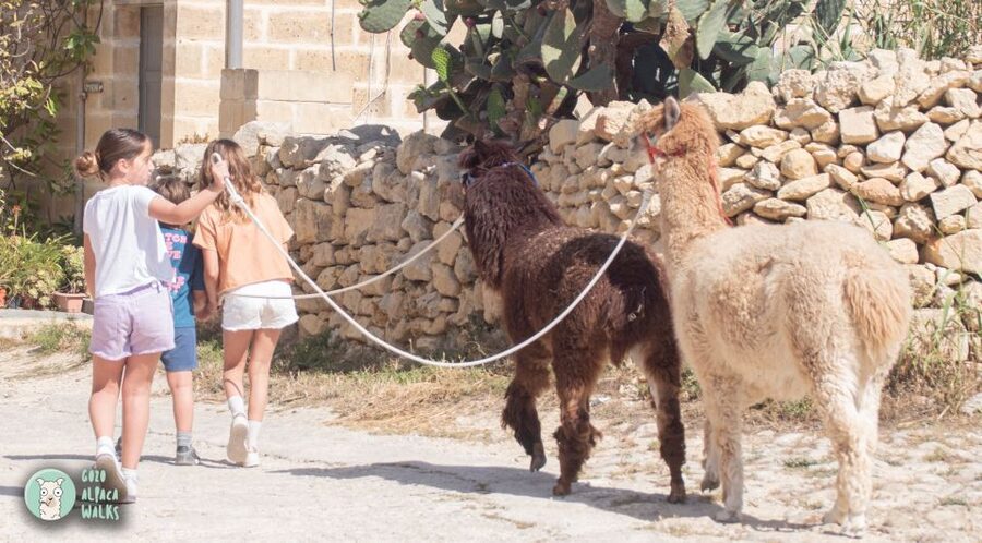 Gozo Alpaca Walks : with feeding and farm visit - Who will enjoy this farm visit most
