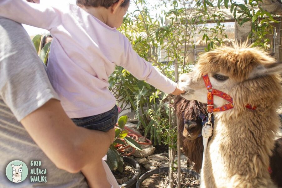 Gozo Alpaca Walks : with feeding and farm visit - Timing, weather, and simple planning tips