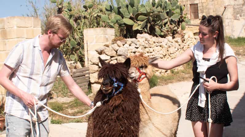 Gozo Alpaca Walks : with feeding and farm visit - A slow countryside walk with your assigned alpaca