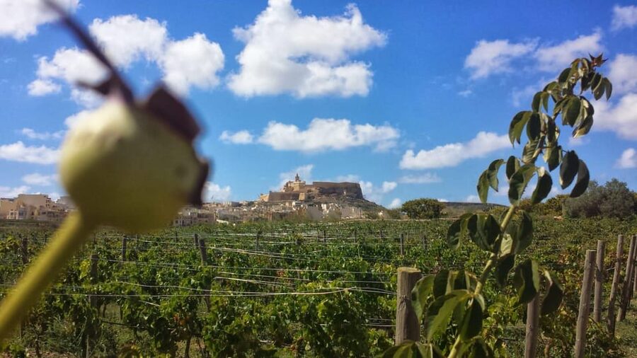 Gozo Victoria Walking Tour - Who Should Book This Walk?