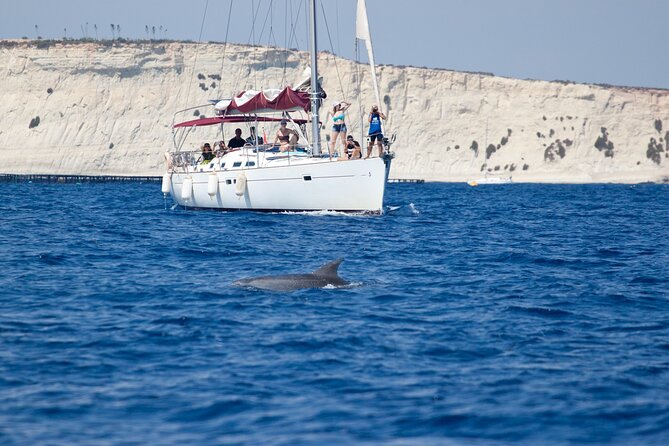 Private Marine Life Spotting - Dolphin watching EcoMarine Malta - Quick take: what makes this Malta boat trip different
