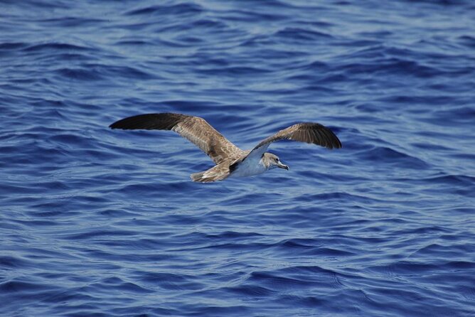 Private Marine Life Spotting - Dolphin watching EcoMarine Malta - The price: good value for the right kind of day