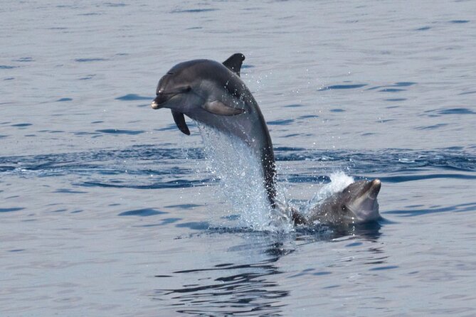Private Marine Life Spotting - Dolphin watching EcoMarine Malta - The first lesson: understanding Malta’s marine life