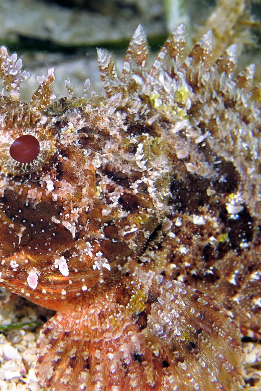 SSI Try Scuba Diving in the sea - How the small group affects your experience