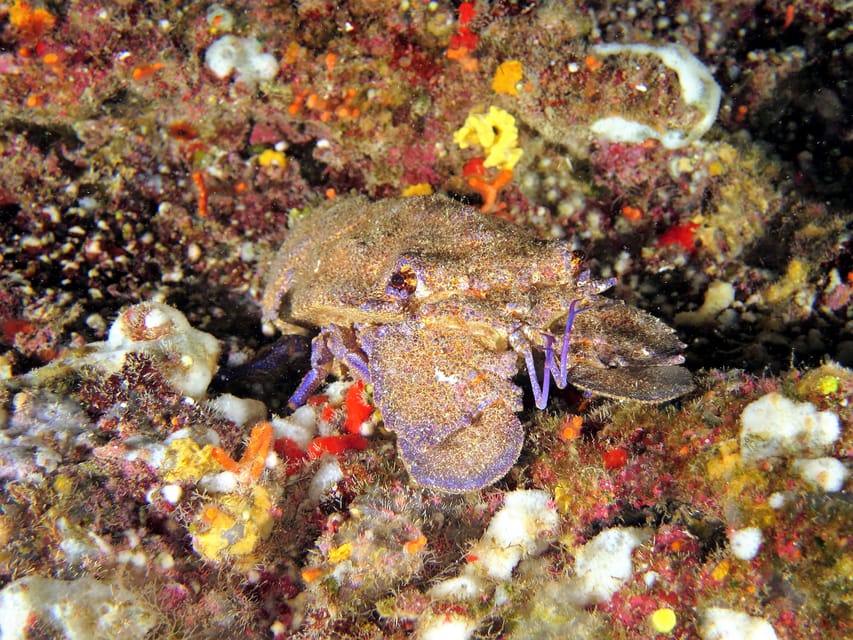 SSI Try Scuba Diving in the sea - Is $58 a good price for this introduction?