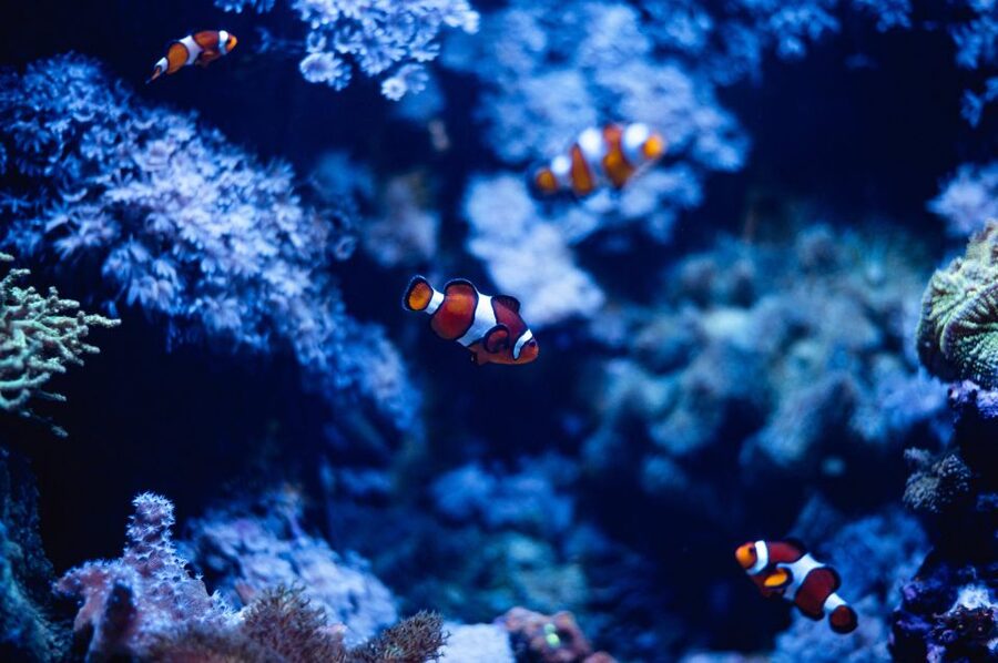 St Paul's Bay: Malta National Aquarium Entry Ticket - The main tank and walk-through tunnel