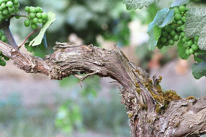 The Taste of Malta Artisan Wine Pairing - Practical tips for a smoother visit
