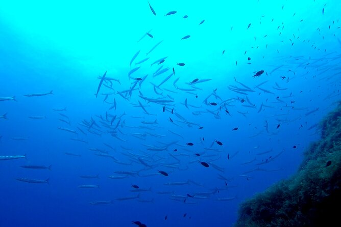 Two Morning Dives in Gozo for Certified Diver - Who will get the most from this outing?